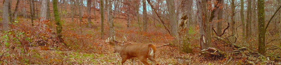 wisconsin public hunting land